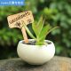 Wooden Potted Seed Sign Tags Herbs Tray Insert Sticks Easily