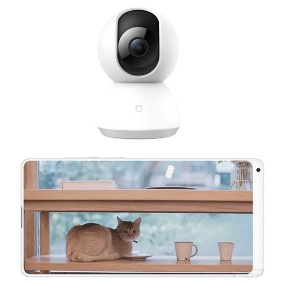 Guangzhou Foshan Spring Festival tourist pet on -site feeding service shovel, shit, feed cleaning accompaniment, shooting cats and walking dogs