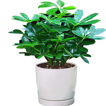 
Fortune-producing potted plant from all directions, collected by thousands of people