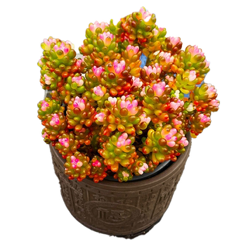 Yushu potted old pile flowers Jihonghuayue
