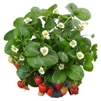 Four-season seedlings, creamy red seedlings, grown in greenhouses
