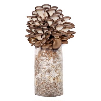 Aquatic field mushroom growing kit home fresh mushroom sticks