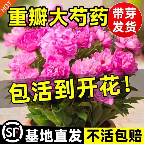 重瓣芍药花苗带芽种根四季开花阳台盆栽庭院鲜花观赏牡丹花卉植物