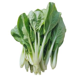 Balcony potted plant sweet and crispy cabbage seeds short feet