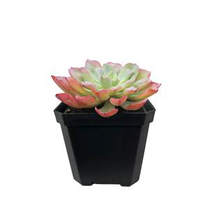 Hot -selling octagonal thickened small white square succulent pots special thick plastic square plant leaf insertion seedling pots large black square pot