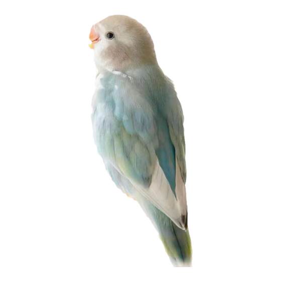 High -end characteristic peony parrot pornographic live birds suitable for pets with hand -raising loved one
