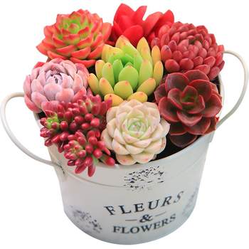 
Colorful succulent iron flower bucket ornaments for home storage, pastoral style balcony green plants and flowers, drought-resistant and good for lazy people