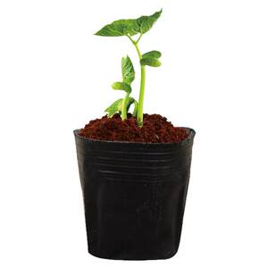 Nutrition Cup Seedling Cup Nutrition Bowl Seedling Pot Plastic Thickened Disposable Agricultural Nutrition Bag Seedling Bag Seedling Bag Large Flower Pot
