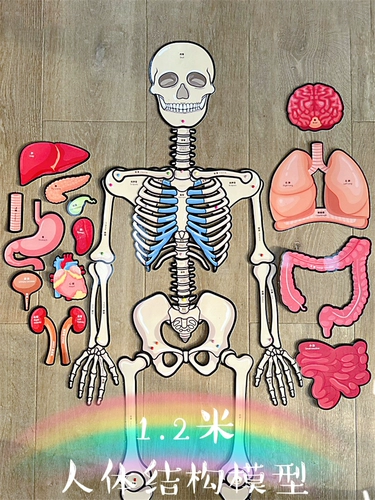Физиологичный скелет, подвижные внутренние органы, детские учебные пособия, интеллектуальная игрушка, строение человеческого тела, кость тела
