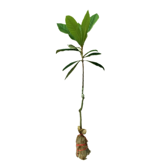 
Early sweet loquat large seedlings extra large fruit large five-star morning bell No. 6 fruit tree seedlings grafted seedlings in the south and north with fruit potted plants