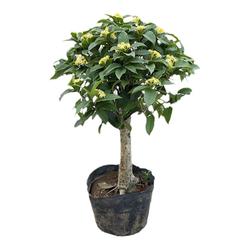 Four Seasons Sweet-scented Osmanthus Potted Plant Dwarf Sweet-scented Osmanthus Sapling Plant Landscape Indoor And Outdoor Flowers Blooming Fragrant Balcony Courtyard Moon.