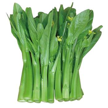 Guangdong Sijiu cabbage seed, red cabbage moss, four-season vegetables