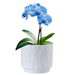 
Nordic simple flowerpot ceramic home with holder Phalaenopsis large ins style tiger orchid succulent green plant pot clearance