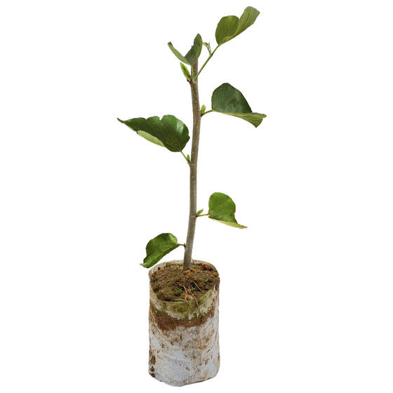 
Long-fruited mulberry seedlings, grafted mulberry saplings, seedless black mulberry trees, four-season results, northern potted ground-planted fruit seedlings