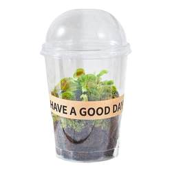 Carnivorous plants in the cup are easy to grow for novices