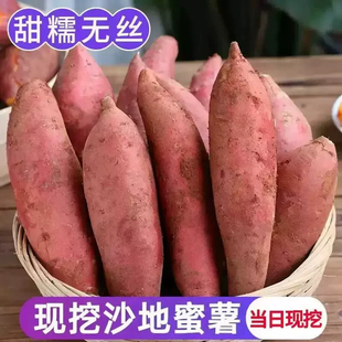沙地龙九黄心红薯蜜薯中果5斤