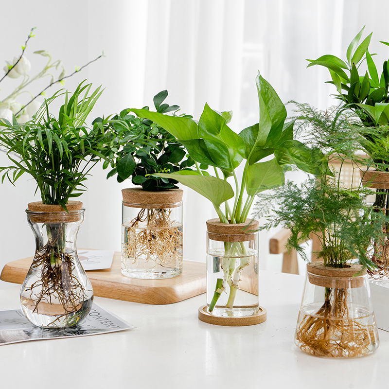 透明简约创意水培植物玻璃花瓶水养绿萝九里香罗汉松盆栽插花瓶