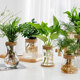 ໂປ່ງໃສ, ງ່າຍດາຍ, ພືດ hydroponic ສ້າງສັນ, ແກ້ວແກ້ວ, radish ສີຂຽວຍົກນ້ໍາ, ທູບເກົ້າໄມ, podocarpus, vase ພືດ potted