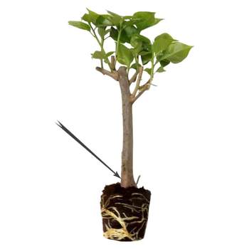 Double bougainvillea potted seedlings and old piles of flowers