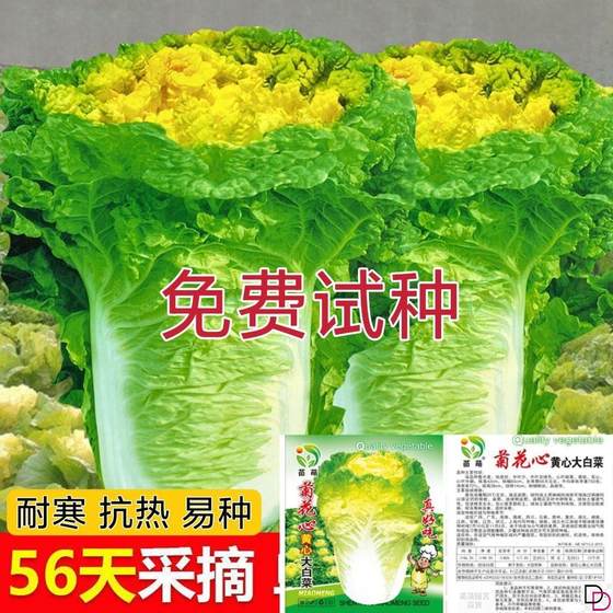 菊花心黄心大白菜种子早熟北京小杂56天超甜鸡蛋黄大白菜蔬菜种籽