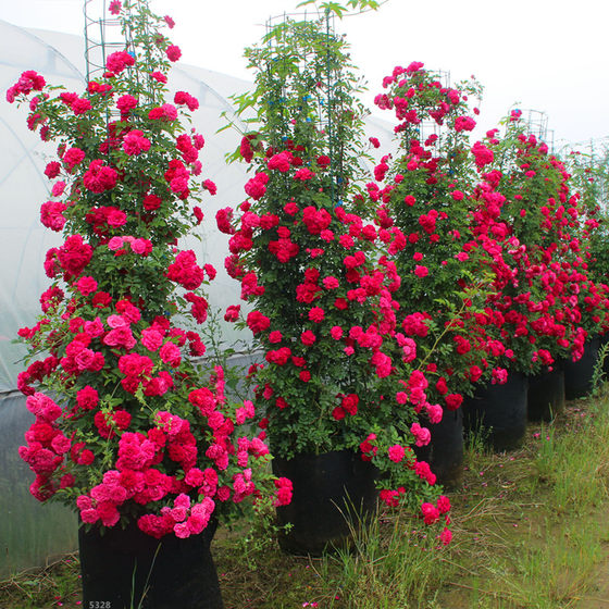 甜蜜红木香花苗梅郎珍珠阳台庭院围墙爬墙植物爬藤纯红花蔷薇花苗