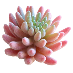 Simulated succulent plant cactus combination potted plant