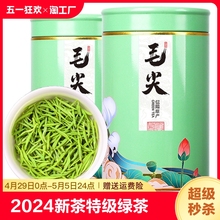 Xinyang original Maojian tea 2024 new tea special tender buds