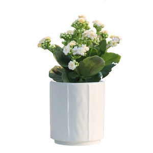 Ceramics flowerpot Nordic INS wind minimalist home with a tray Phalaenopsis special suspending orchid succulent green planting basin clear warehouse
