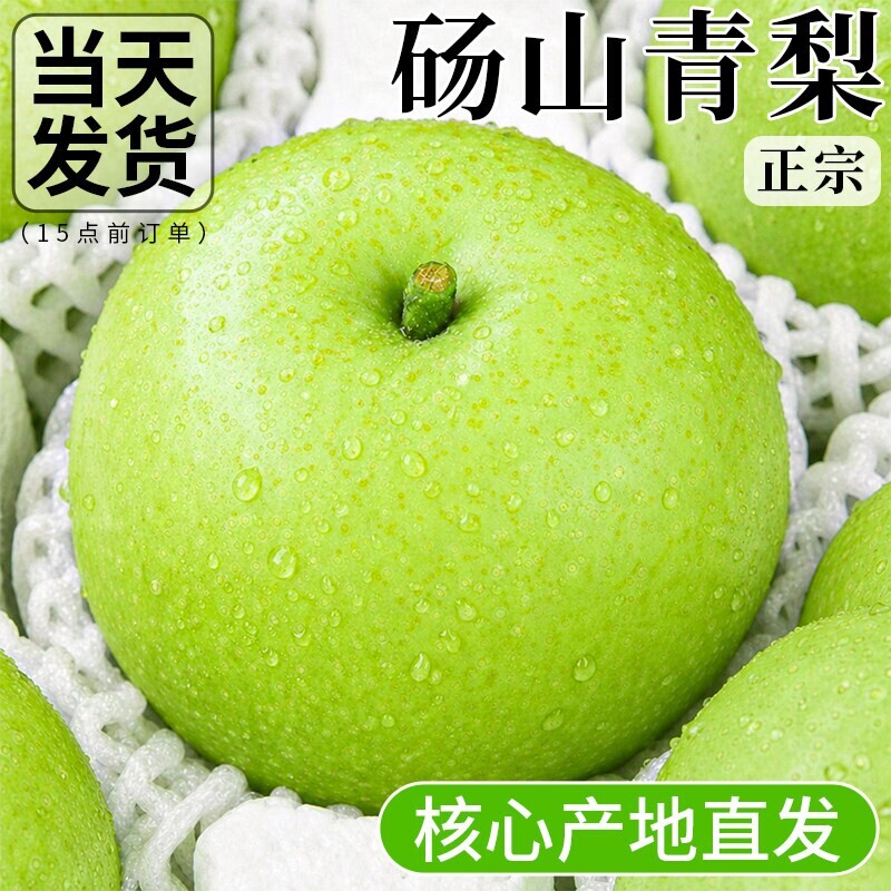 正宗【砀山青梨净重4.5斤单果250g-300g】