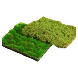 The same simulated moss landscaping as used by Xiaohongshu home decoration bloggers