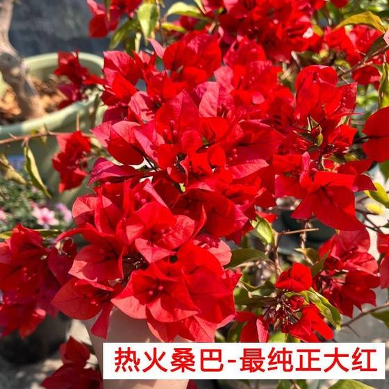 三角梅花四季室外阳台庭院爬藤飘枝植物基地直发壮苗