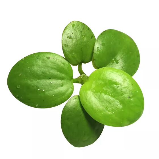 
Water hibiscus, duckweed, aquatic plants, hydroponic plants, and fish raising in water, goldfish tank landscaping, ancient fish farming, and water quality purification