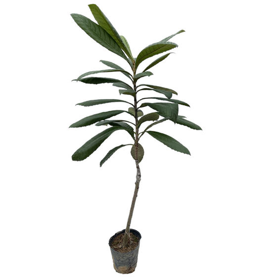 Loquat saplings grafted with Yunxiao Big Five-Star Loquat Early Maturing Early Bell No. 6 Loquat North and South Fruit Saplings with Soil