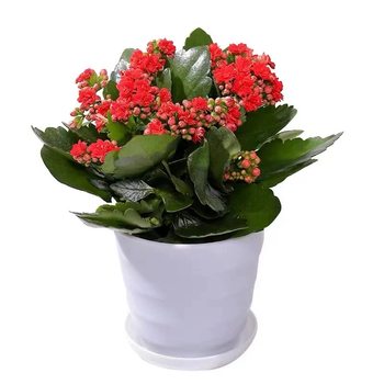 Double petal seedlings with buds and longevity flower pots for four seasons