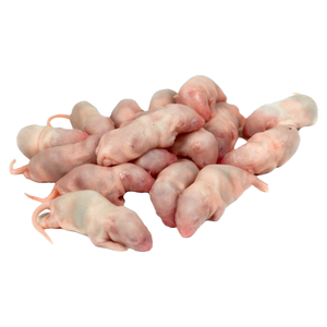 
Frozen red-skinned suckling rat, pet snake nutrition, feeding cat turtle, tree frog, frozen pink white frost, feeding delicious lizard, white mouse