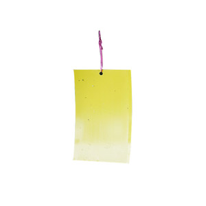 Tasha's garden sticky insect board gardening tools yellow board double-sided sticky insect board attractant board insect repellent products