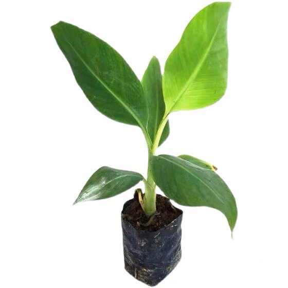 
Pineapple seedlings Taiwan Golden Diamond Pineapple No. 16 No. 17 No. 23 Watermelon Big Fruit Pineapple Field Pineapple Seedlings Potted Pineapple Seedlings