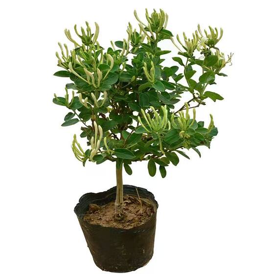 
Honeysuckle saplings for four seasons, medicinal climbing vines, old piles, red potted plants, bonsai planting, blooming, edible flower saplings