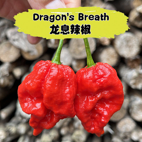 巨辣龙息辣椒Dragon's Breath卡罗莱纳死神l龙吐息魔鬼椒涮涮辣