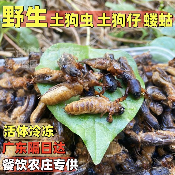 野生新鲜速冻蝼蛄蝲蝲蛄土狗土狗仔土狗虫草狗网红高蛋白食用昆虫