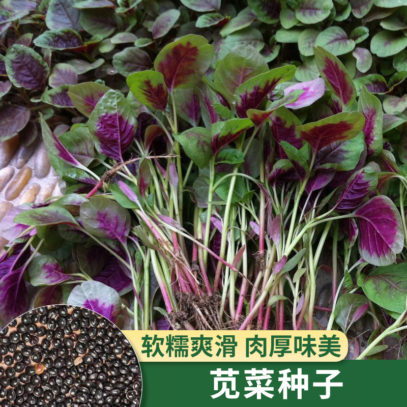 红苋菜种子菜阳台盆栽种孑大叶籽青菜种籽菜籽种大全四季蔬菜种植