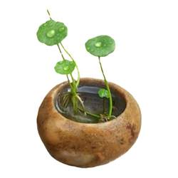 Turtle-raising copper money grass green plants purify water quality hydroponic plants