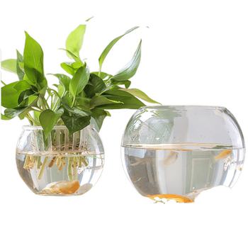 Small round pothos growing in water extra large glass vase