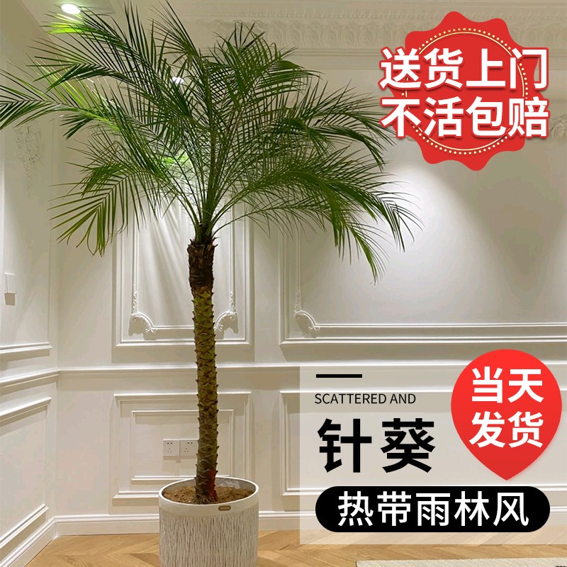 针葵树盆栽大型绿植物办公室内客厅椰子棕榈好养网红轻奢落地盆景