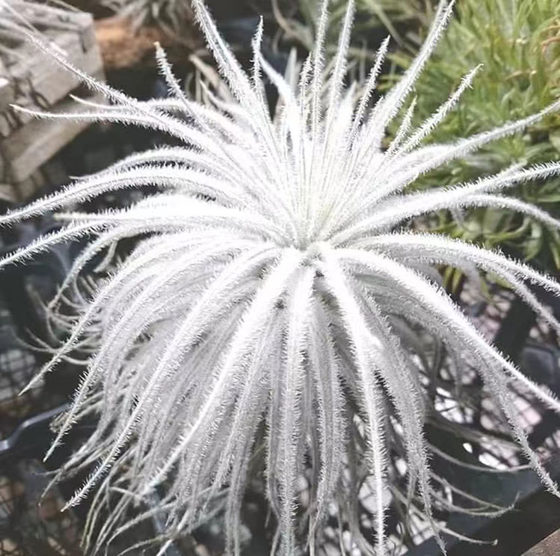 空气凤梨植物 白色 鸡毛掸子  绿植盆栽花草