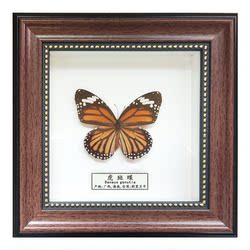Skutečný Vzorek Motýla Zvířecí Hmyzí Křídla Rozprostřená S Fotorámečkem Dekorace Krabice Trojrozměrné Ozdoby Zavěšené Kutilská Výroba Prohlížení