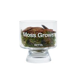 Citta/west Moss & Pine Moss Confezione Regalo Natalizia Per Aromaterapia, Ornamenti Per La Casa