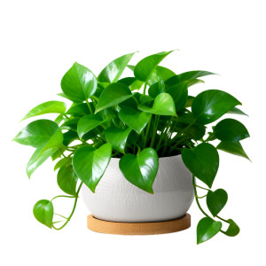 
Green radish potted indoor large pot for aldehyde removal in new house to purify air and green plants for office desktop plants and flowers that are easy to feed