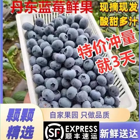 丹东蓝莓鲜果甜精品蓝莓大果同城当季新果孕妇水果非野生新鲜蓝莓
