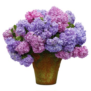 The base’s self-produced hydrangea seedlings have sold a total of 400,000+